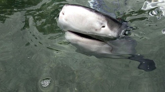 Ölen köpek balığının yavruları canlı olarak kurtarıldı