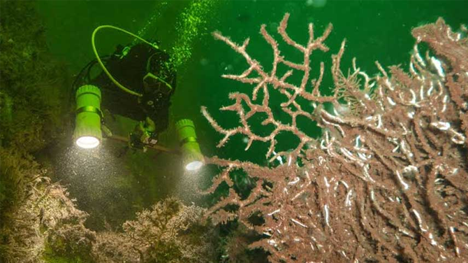 Prens Adaları'nda yer alan mercan yatakları yok oluyor