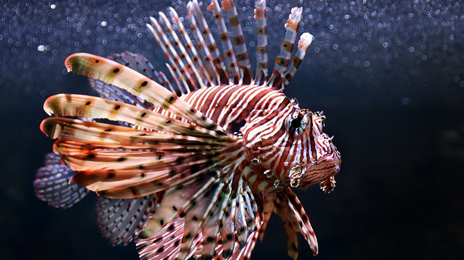 Türkiye sularında ‘aslanbalığı’ alarmı