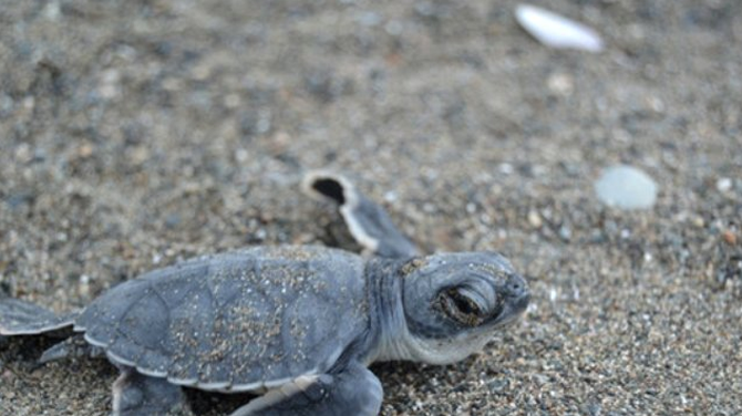 Işıklar, caretta carettalar için sönsün...