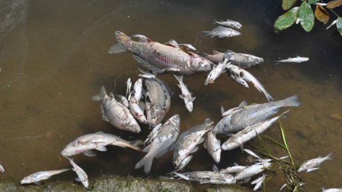 Manavgat'ta balık ölümleri
