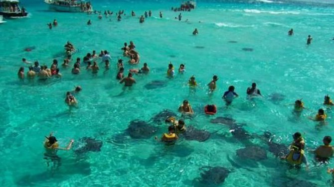 Her şey vatozlarla yüzmek için