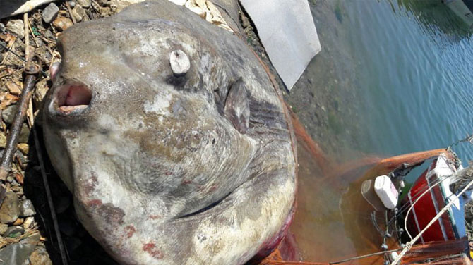 Gemlik'te ay balığı yakalandı