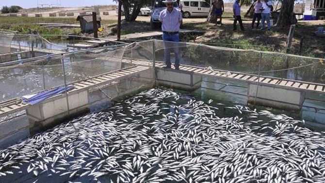 600 bin balık birden telef oldu