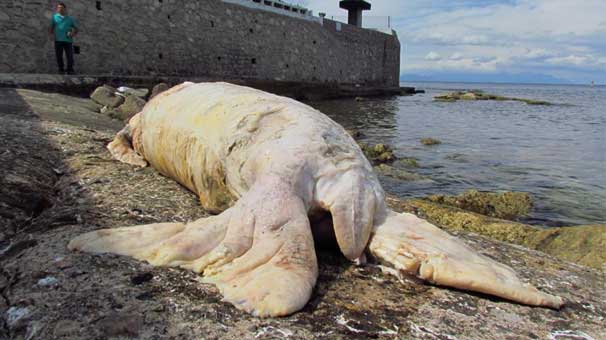 Kuşadası'nda ölü Akdeniz foku bulundu