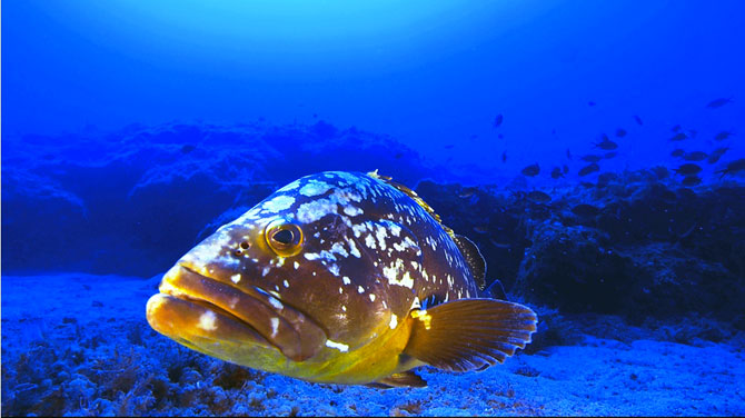 Orfoza avlanma yasağı geldi