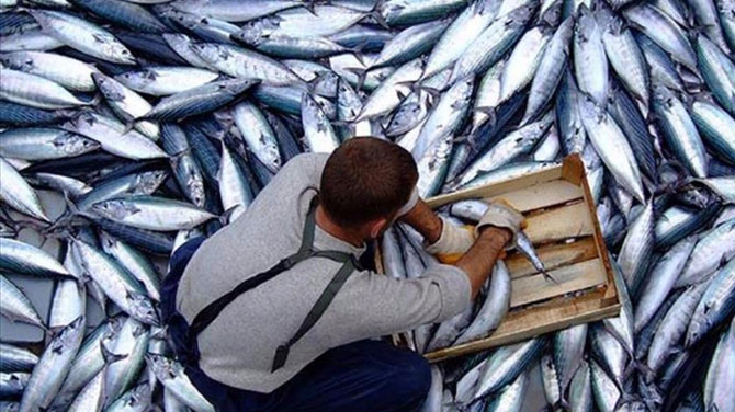 Karadeniz'de palamut bereketi