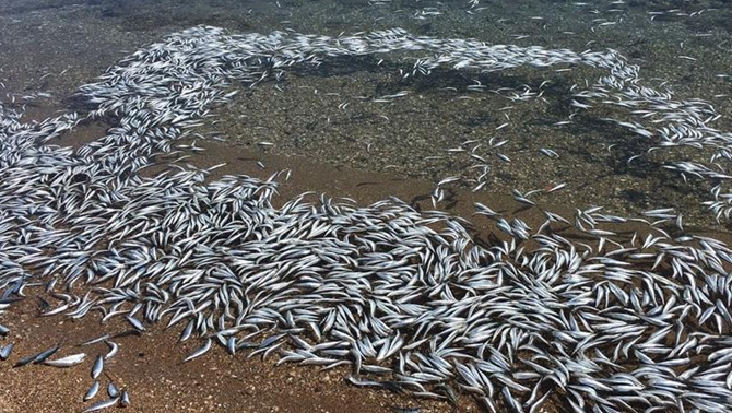 Bozcaada’da sahile yüzlerce ölü balık vurdu