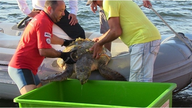 Deniz kaplumbağasının imdadına AKUT ekibi yetişti