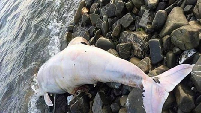 Kurşunlanan yunus balığı Tekirdağ'da kıyıya vurdu