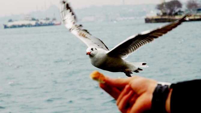 Martıya simit atarken ölümden döndü