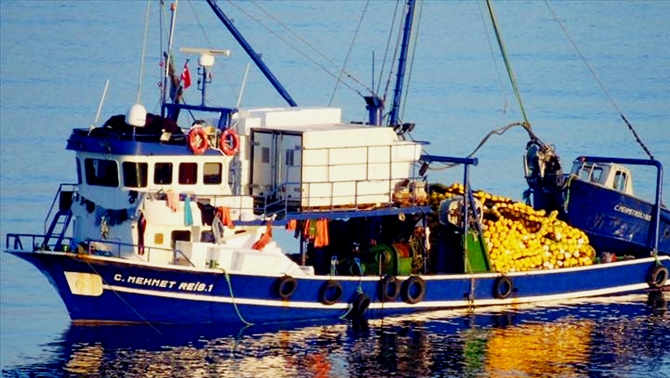 Bodrum'da binlerce balık telef oldu