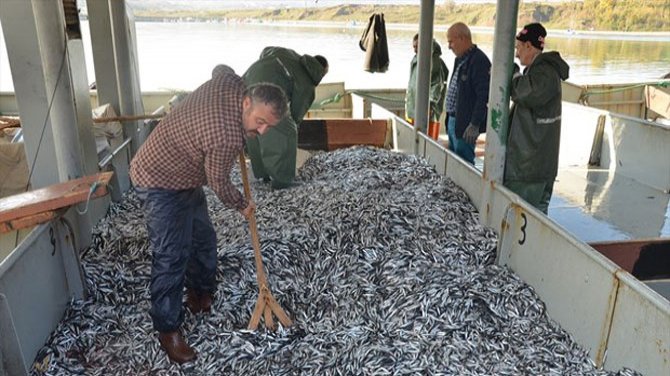 Karadeniz için balık avlama kotası belirlendi