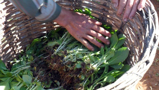 Tütün ve tütün mamulleri ihracatı 1 milyar doları aştı