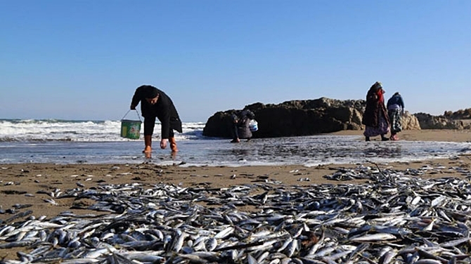 Kandıra'da hamsi ve istavritler kıyıya vurdu
