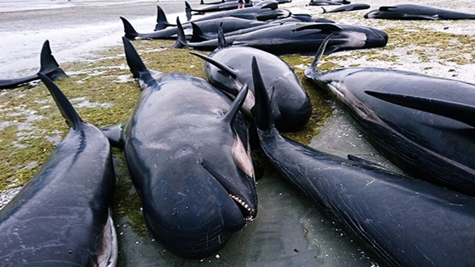 Yeni Zelanda'da yüzlerce pilot balina telef oldu!