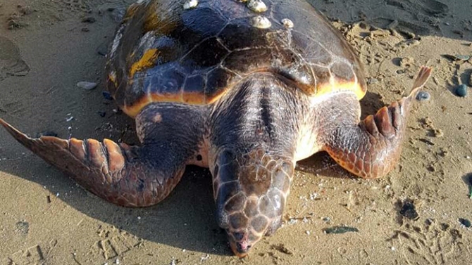 Paşalimanı sahilinde caretta caretta bulundu