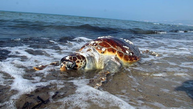 Kuşadası'nda kıyıya iki caretta caretta ölüsü vurdu