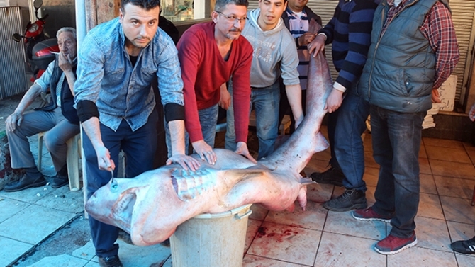 Mersin'de 5 metrelik camgöz yakalandı
