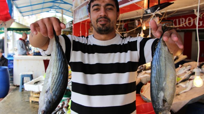 Marmara'da balıkçıların yüzü palamutla güldü