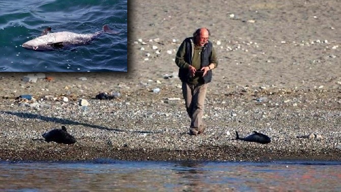 Yunusları silahla vuran balıkçılar profesöre yakalandı