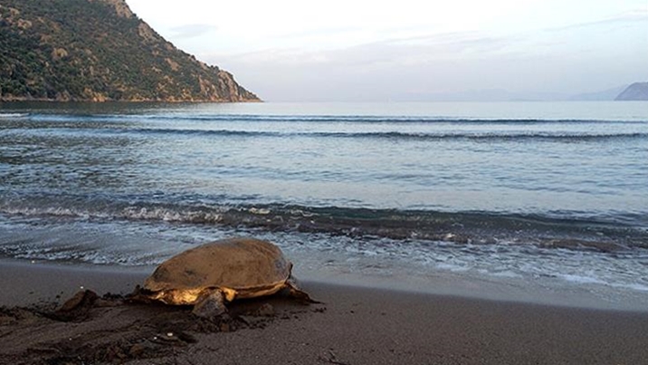 Caretta carettaların yumurtlama dönemi başladı