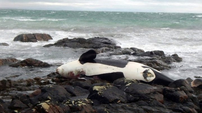 Denizlerdeki plastiğin kurbanı: Katil Balina 'Lulu'