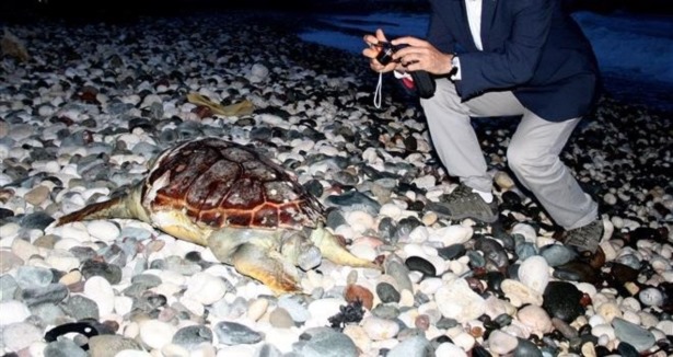 Mersin'de iki ölü deniz kaplumbağası kıyıya vurdu