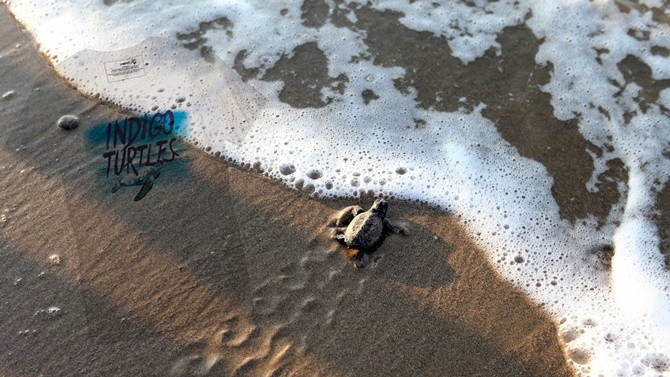 Deniz kaplumbağaları Mavi’yle buluşmaya devam ediyor