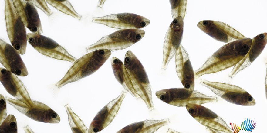 Yavru Balıklar, İlknak Aquaculture Genetik Seleksiyon Programı Güvencesinde Büyüyor