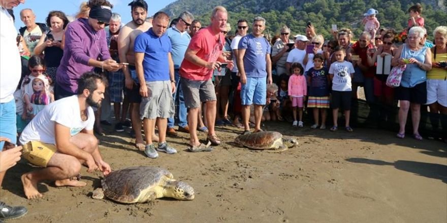 Tedavileri tamamlanan caretta carettalar denize bırakıldı