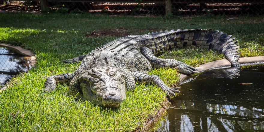 Kayıp kadının kemikleri, timsahın midesinden çıktı!