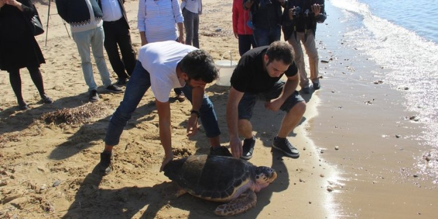 Caretta "Dilek" 3 yıl sonra denize kavuştu