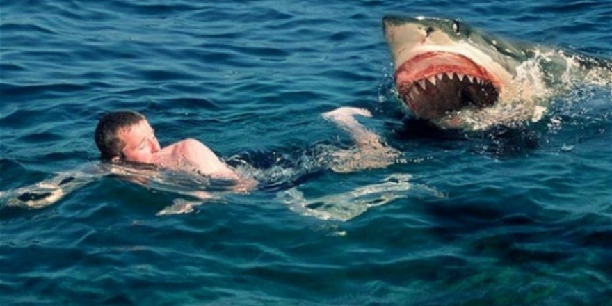 Köpekbalığına yem olmamak için 3 saat yüzdü