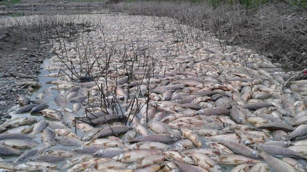 Çorum'da toplu balık ölümleri