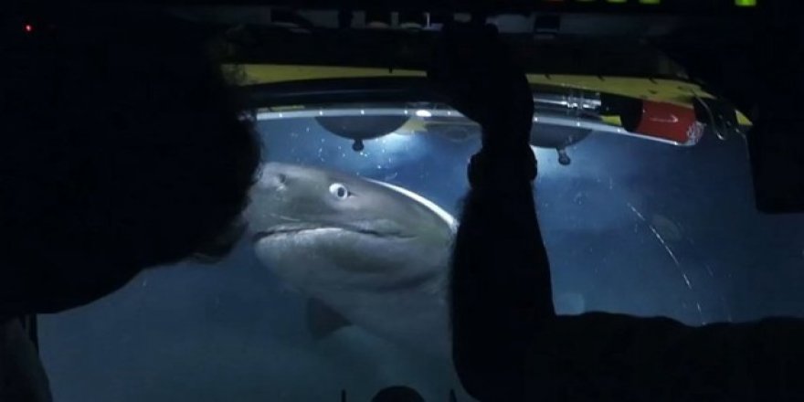 Blue Planet 2’yi çeken ekibe köpek balığı saldırdı