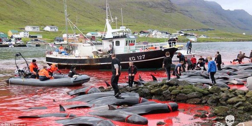 Danimarka’da geleneksel(!) balina katliamı