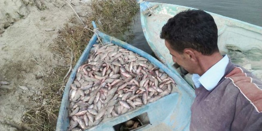 Beyşehirli balıkçılar kabus yaşıyor