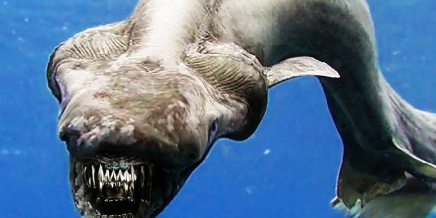 300 dişli köpekbalığı bilim insanlarını şaşkına çevirdi