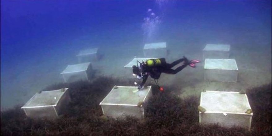 Marmaris’te deniz çayırları çiftliği kurma projesi başladı