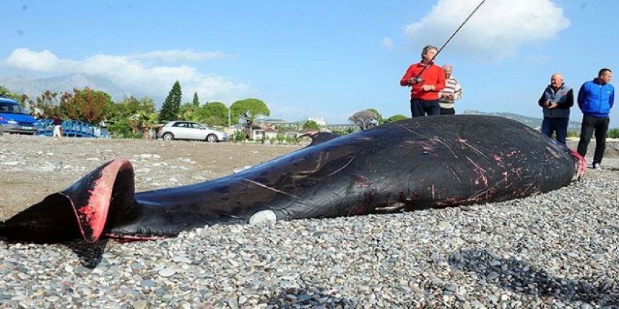 Antalya sahilinde bulunan ölü balinada yara izleri