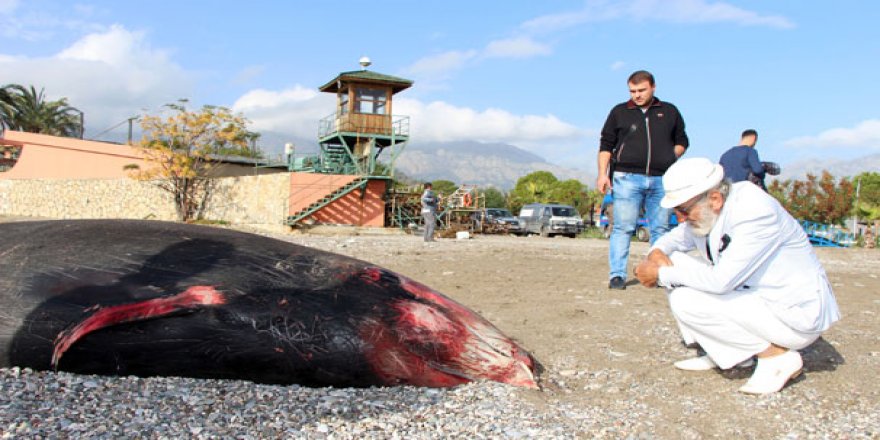 Kıyıya vuran ölü balina 1,5 yıl sonra sergilenecek