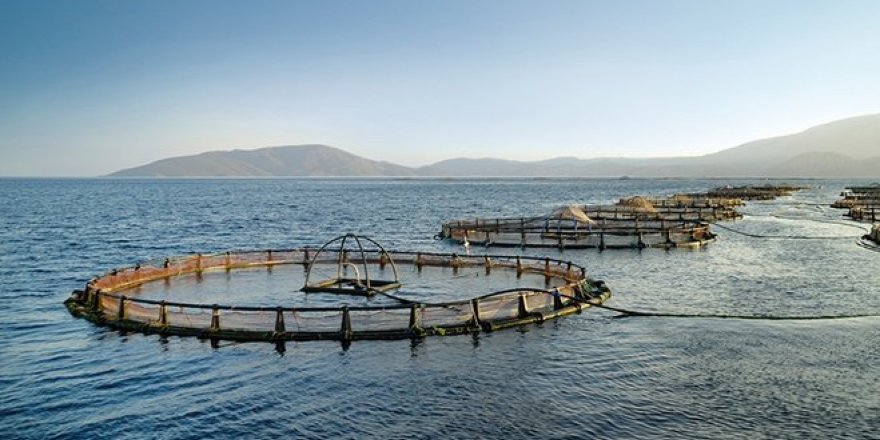 Kültür balıkçılığında hem istihdam hem de ihracat rekoru