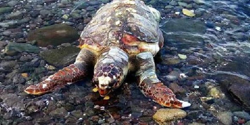 Bir haftada 2 caretta ve bir yunus karaya vurdu