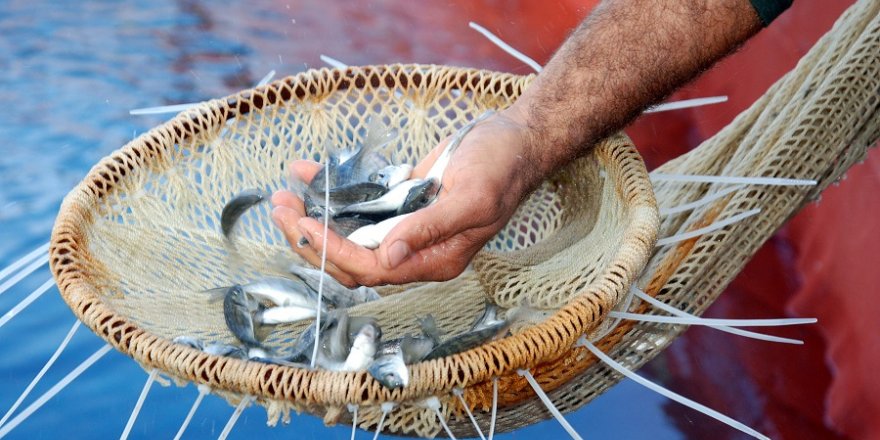 Avrupa Birliği'nde satılan her üç balıktan biri Türk balığı