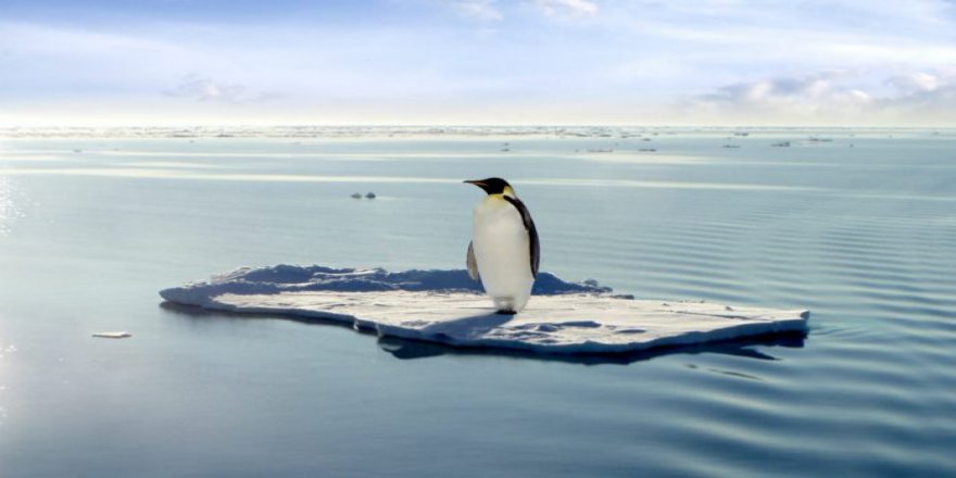 Yeni Zelanda'dan Avustralya'ya 2500 km yüzdü