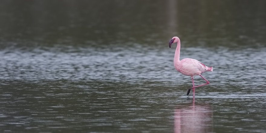 İzmir’in flamingolarına Afrika’dan destek