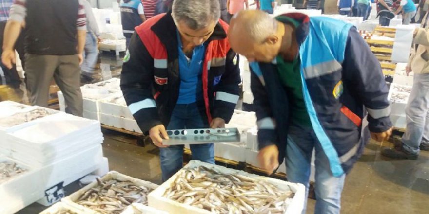 İstanbul’da 173 ton balığa el konuldu