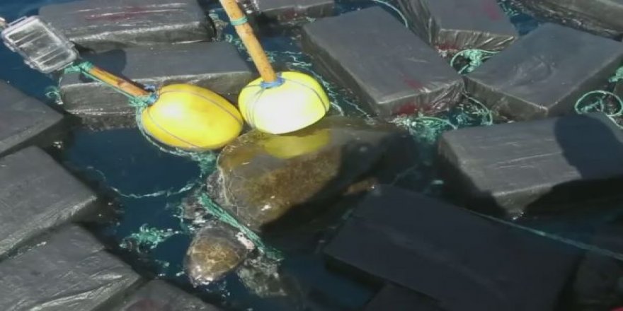 Kokainle yakalanan deniz kaplumbağası serbest bırakıldı!