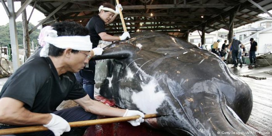 Japonya'ya 'balina avcılığı' için 12 ülkeden kınama